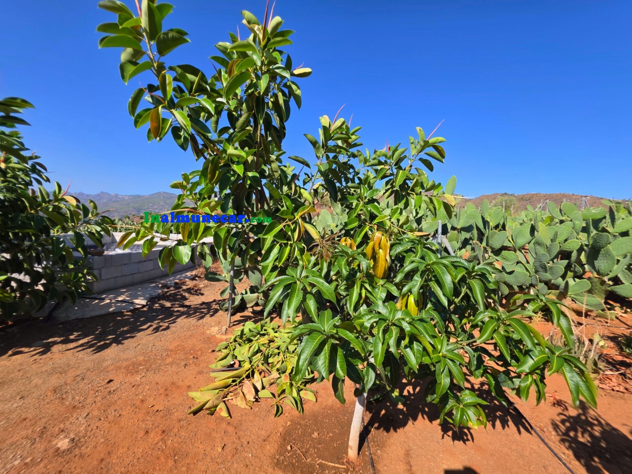 Schöne Finca zum Verkauf in der Produktion